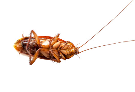 cockroach dead on isolated white