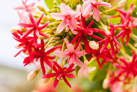 Quisqualis flowerの写真素材