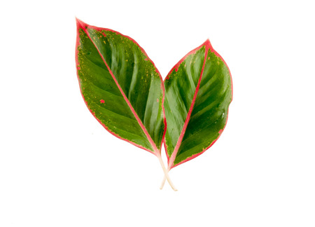 leaf isolated on white background