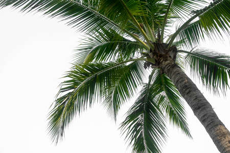coconut leaf on blue skyの写真素材