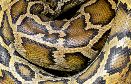 Python reticulatus skin, snake skinの写真素材