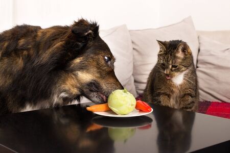 A cat and a dog sitting at a table testing vegetablesの写真素材