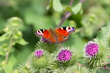 A peacock butterfly is sitting on a big burdockの写真素材