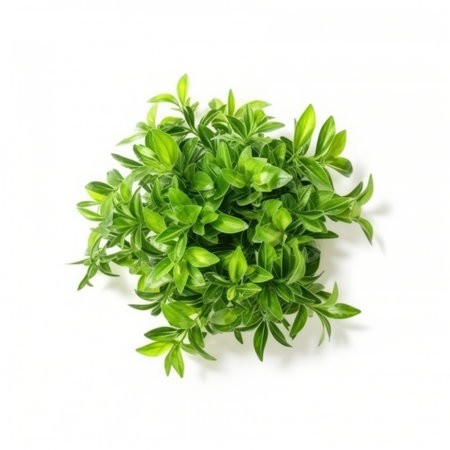 a green plant isolated on a white backgroundの写真素材