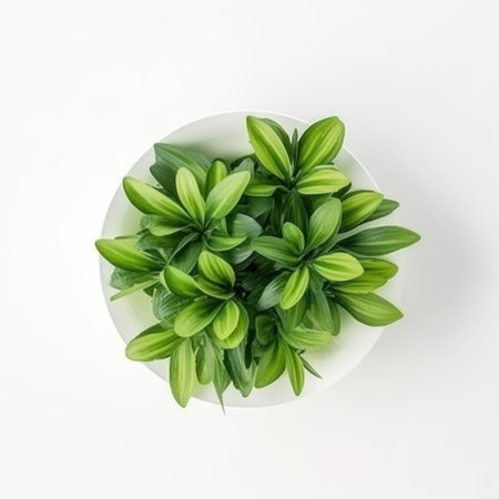 a plant isolated on a white backgroundの写真素材