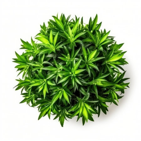 Top view of a green succulent plant isolated on a white background.の写真素材