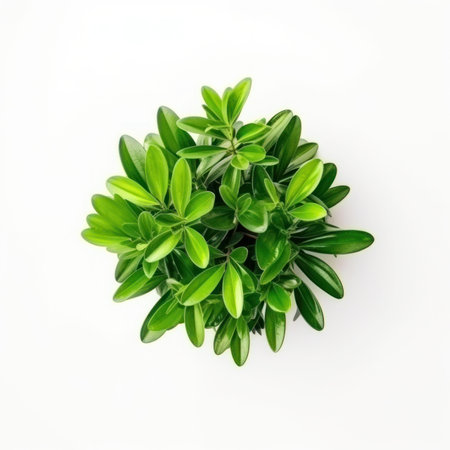top view of small green plant isolated on white backgroundの写真素材