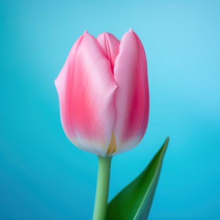 Pink tulips on a blue background. Shallow depth of field.の写真素材
