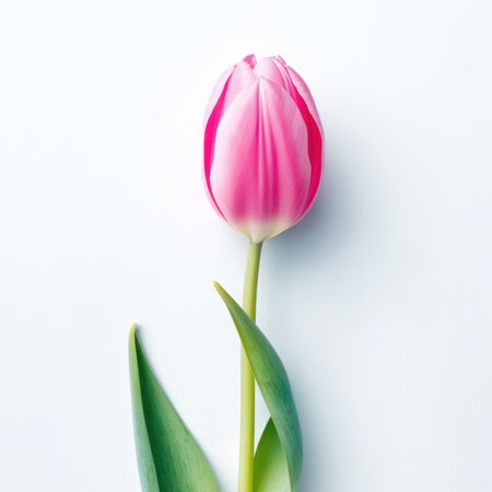 Pink tulips on white background. Flat lay, top view.の写真素材