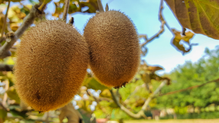 kiwi fruit close-up on the plantの写真素材