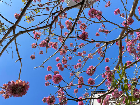 Flowering tree with pink flowers on a blue sky background.