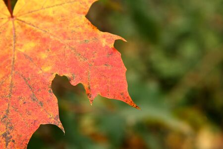 Macro detail of an autumn leaf (selective focus).の写真素材