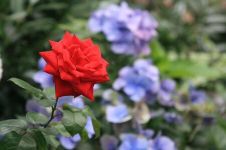Close-up details of a red rose (Rosa sp.)- selective focus.の写真素材