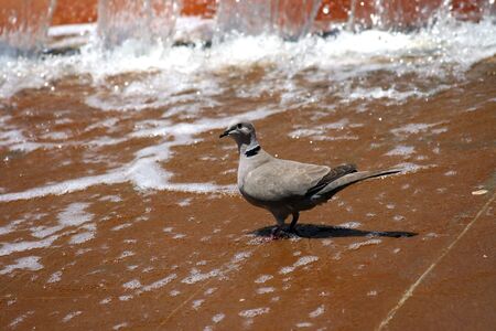 Close-up details of thirsty Eurasian Collared-dove (Streptopelia decaocto).の写真素材