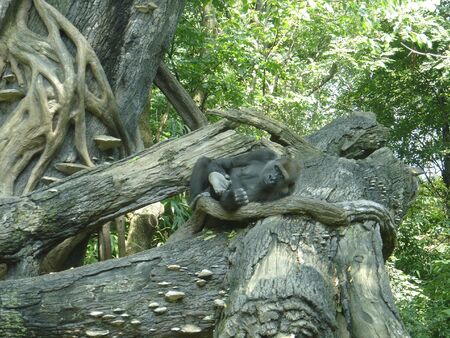 Tired monkeyの写真素材