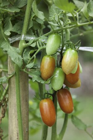 cherry tomatoes hanging on treeの写真素材
