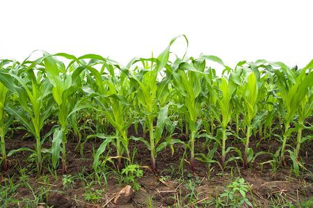 A green field of corn growing upの写真素材