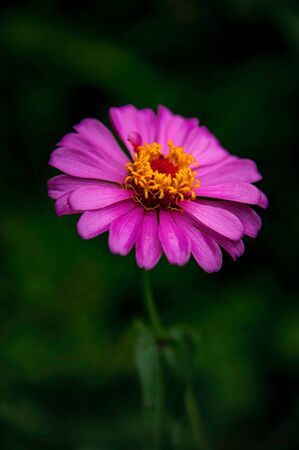 pink zinnia flower close up on nature backgroundの写真素材