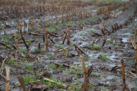 a fieldの写真素材