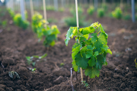 Young vineyard field with sun. Natural background. Concept of alcohol. Young plants. Wineの写真素材