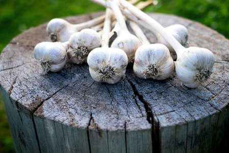 Fresh garlic on a wood and natural background. Farmer. Medicine and healthy. Traditional medicine.の写真素材