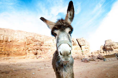 Donkey on a desert in Jordan national park - Wadi Rum desert. Travel photoshoot. Natural backgroundの写真素材