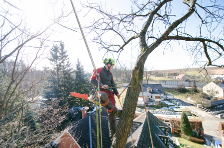 Arborist man cutting a branches with chainsaw and throw on a ground. The worker with helmet working at height on the trees. Lumberjack working with chainsaw during a nice sunny day. Tree and natureの写真素材