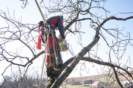 Arborist man cutting a branches with chainsaw and throw on a ground. The worker with helmet working...