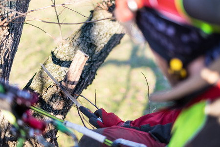 Arborist man cutting a branches with chainsaw and throw on a ground. The worker with helmet working at height on the trees. Lumberjack working with chainsaw during a nice sunny day. Tree and natureの写真素材