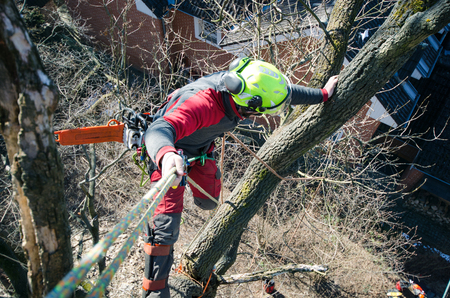 Arborist man cutting a branches with chainsaw and throw on a ground. The worker with helmet working at height on the trees. Lumberjack working with chainsaw during a nice sunny day. Tree and nature