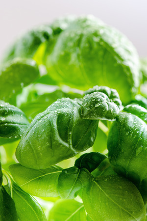 Detail of basil plant with drop of water on a leaves. Fresh, organic herbs. Cooking ingredients. Ocimum basilicumの写真素材