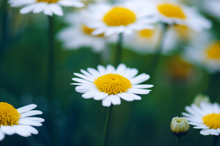 Daisy flowers on a green blurry background. Dark tones. Meadow flowers. Summer time. Summer and spring flowers.の写真素材