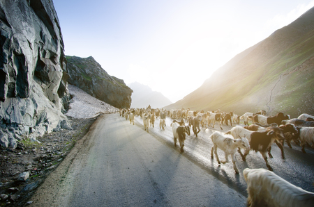 Himalayas nature and animals on the road. Indian mountains. Goats and sheep going a cross the road and cars waiting for them. Wilderness of India and concept of traveling in the mountains.の写真素材