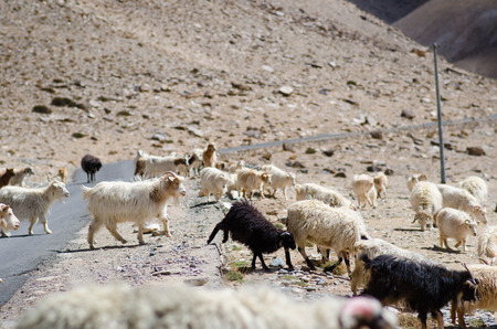 Himalayas nature and animals on the road. Indian mountains. Goats and sheep going a cross the road and cars waiting for them. Wilderness of India and concept of traveling in the mountains.の写真素材
