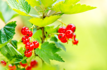 Branches of red currant on a bush. Organic and fresh berries. Raw and fresh fruit. Concept of...