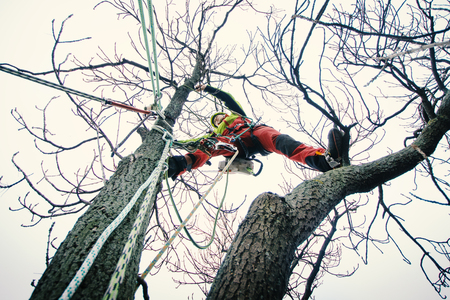 Arborist man cutting a branches with chainsaw and throw on a ground. The worker with helmet working at height on the trees. Lumberjack working with chainsaw during a nice sunny day. Tree and natureの写真素材