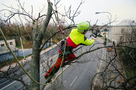 Arborist man cutting a branches with chainsaw and throw on a ground. The worker with helmet working at height on the trees. Lumberjack working with chainsaw during a nice sunny day. Tree and natureの写真素材