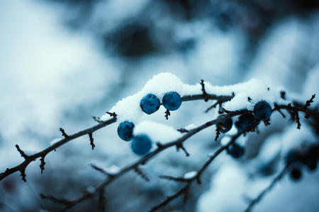 Blue blackthorn berries with winter background. Cold weather. Winter backgroundの写真素材