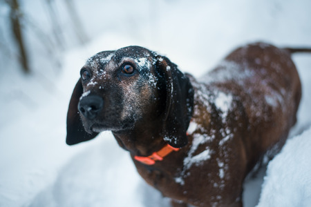Hunting dog in the snow. Bavarian breed dog wearing a orange collar. Brown dog covered by snow. Profile portraitの写真素材