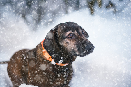 Hunting dog in the snow. Bavarian breed dog wearing a orange collar. Brown dog covered by snow. Profile portraitの写真素材