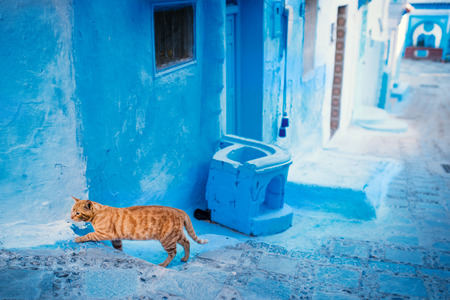 Chefchaouen - blue city of Morocco. Orange cat in the blue city. Detail on a blue doors and walls. Blue town streetの写真素材