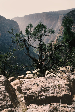 On the top of mountains is coniferous trees against a canyon. Sunset view. Nature. Morocco nature.の写真素材