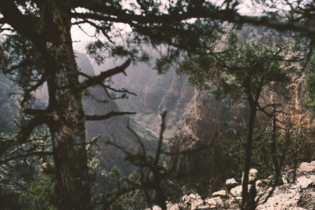 On the top of mountains is coniferous trees against a canyon. Sunset view. Nature. Morocco nature.の写真素材