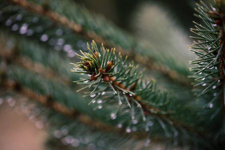 Spruce and fir needles with a drop of water. Christmas tree plantation. Detail on spruce branch.の写真素材