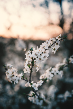 Beautiful plum blossom during a sunset. Spring time in the nature.の写真素材