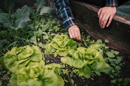 Hands holding fresh lettuce from small farm. Concept of agricultural. Young woman picking vegetables.の写真素材