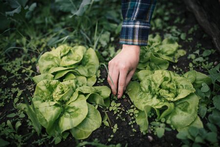 Hands holding fresh lettuce from small farm. Concept of agricultural. Young woman picking vegetables.の写真素材