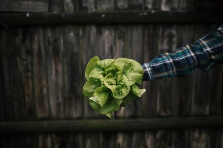 Hands holding fresh lettuce from small farm. Concept of agricultural. Young woman picking vegetables.の写真素材