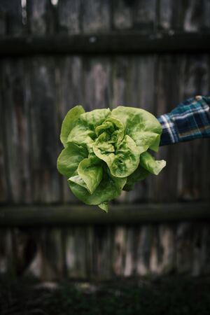 Hands holding fresh lettuce from small farm. Concept of agricultural. Young woman picking vegetables.の写真素材