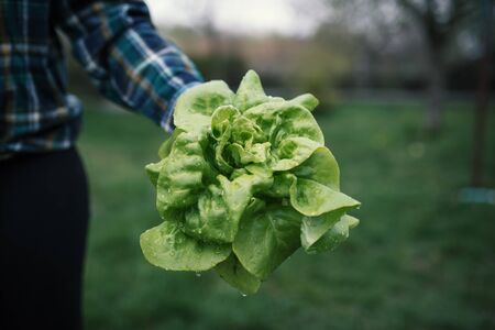 Hands holding fresh lettuce from small farm. Concept of agricultural. Young woman picking vegetables.の写真素材